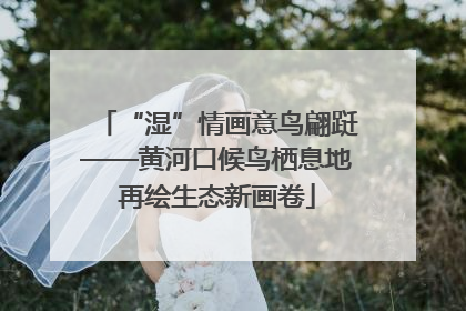 “湿”情画意鸟翩跹——黄河口候鸟栖息地再绘生态新画卷