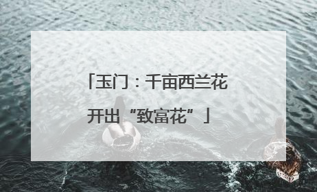 玉门：千亩西兰花开出“致富花”