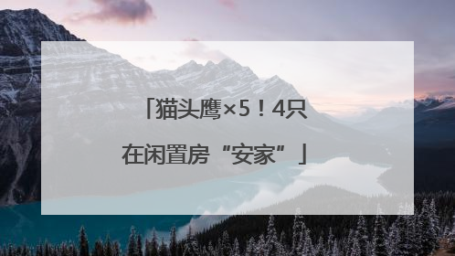 猫头鹰×5！4只在闲置房“安家”