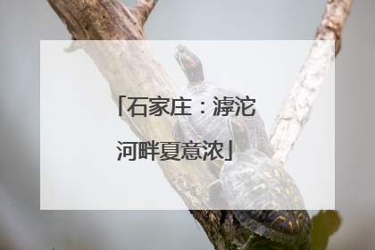 石家庄：滹沱河畔夏意浓