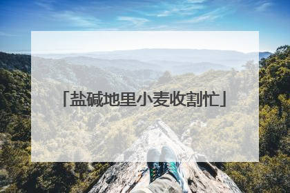盐碱地里小麦收割忙