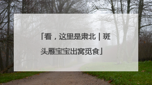 看，这里是肃北｜斑头雁宝宝出窝觅食