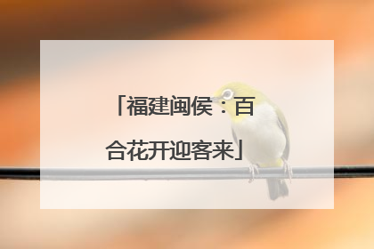 福建闽侯：百合花开迎客来