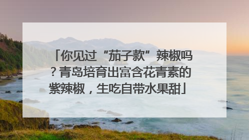 你见过“茄子款”辣椒吗？青岛培育出富含花青素的紫辣椒，生吃自带水果甜