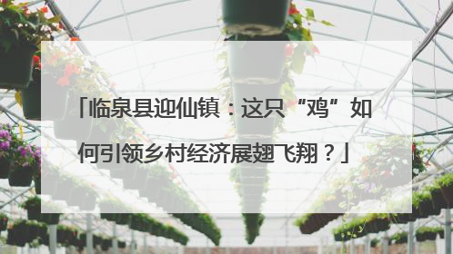 临泉县迎仙镇：这只“鸡”如何引领乡村经济展翅飞翔？