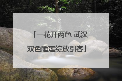 一花开两色 武汉双色睡莲绽放引客
