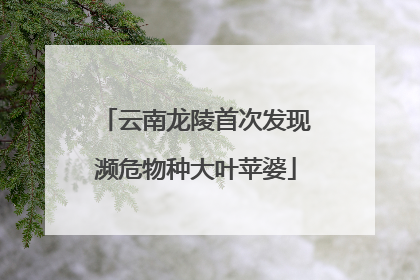 云南龙陵首次发现濒危物种大叶苹婆