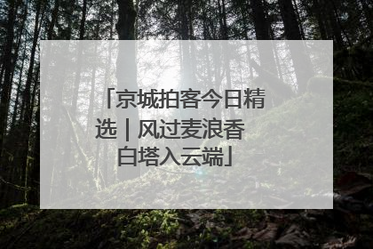 京城拍客今日精选｜风过麦浪香 白塔入云端