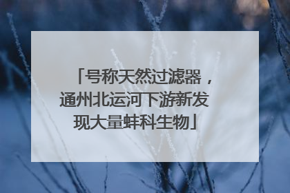 号称天然过滤器，通州北运河下游新发现大量蚌科生物