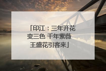 印江：三年开花变三色 千年紫薇王盛花引客来