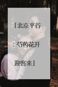北京平谷:芍药花开迎客来