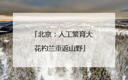 北京：人工繁育大花杓兰重返山野