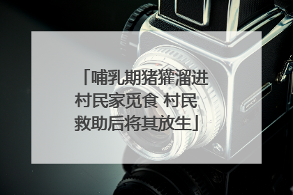 哺乳期猪獾溜进村民家觅食 村民救助后将其放生