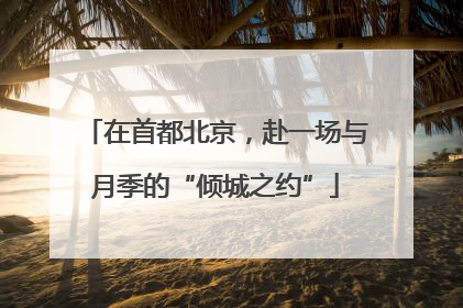 在首都北京，赴一场与月季的“倾城之约”