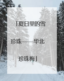 夏日里的雪珍珠——华北珍珠梅