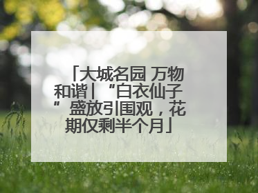 大城名园 万物和谐│“白衣仙子”盛放引围观，花期仅剩半个月
