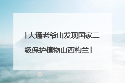大通老爷山发现国家二级保护植物山西杓兰