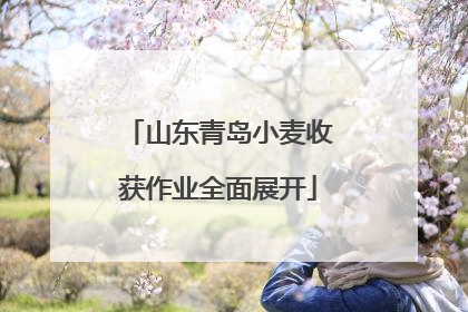 山东青岛小麦收获作业全面展开