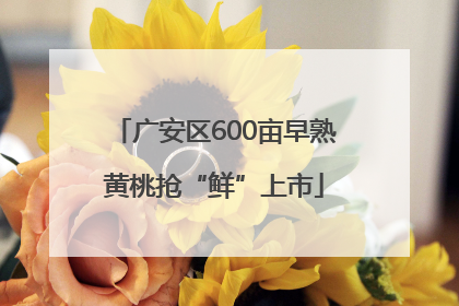 广安区600亩早熟黄桃抢“鲜”上市