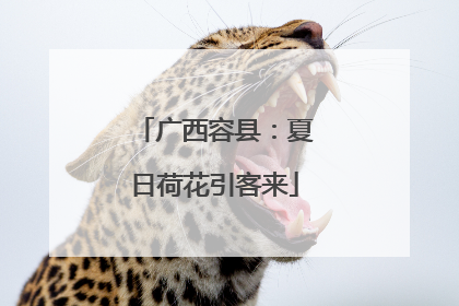 广西容县：夏日荷花引客来