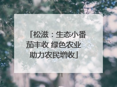 松滋：生态小番茄丰收 绿色农业助力农民增收