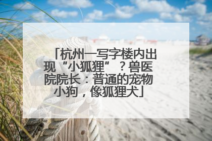杭州一写字楼内出现“小狐狸”？兽医院院长：普通的宠物小狗，像狐狸犬