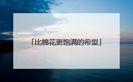 比棉花更饱满的希望