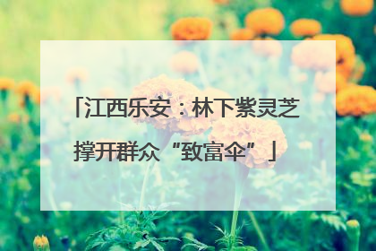 江西乐安：林下紫灵芝撑开群众“致富伞”