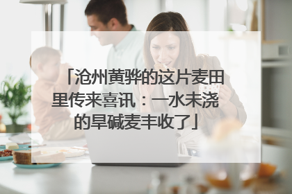 沧州黄骅的这片麦田里传来喜讯：一水未浇的旱碱麦丰收了