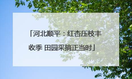 河北顺平：红杏压枝丰收季 田园采摘正当时