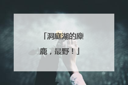 洞庭湖的麋鹿，最野！