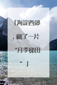 海淀西郊，藏了一片“月季梯田”