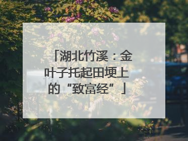 湖北竹溪：金叶子托起田埂上的“致富经”