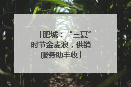 肥城：“三夏”时节金麦浪，供销服务助丰收