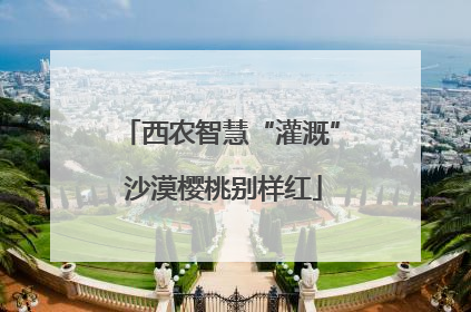 西农智慧“灌溉” 沙漠樱桃别样红