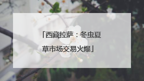 西藏拉萨：冬虫夏草市场交易火爆