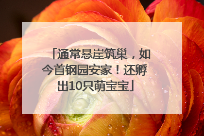 通常悬崖筑巢，如今首钢园安家！还孵出10只萌宝宝