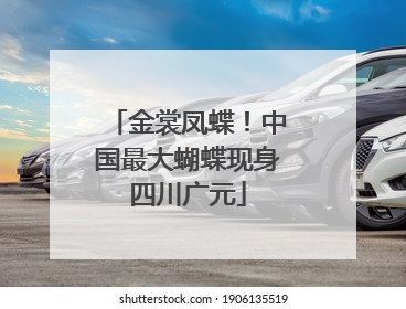 金裳凤蝶！中国最大蝴蝶现身四川广元