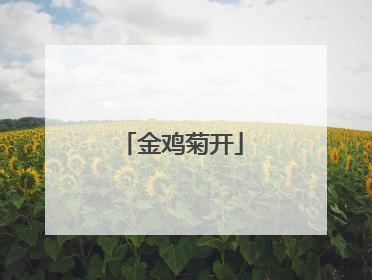金鸡菊开