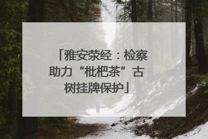 雅安荥经：检察助力“枇杷茶”古树挂牌保护