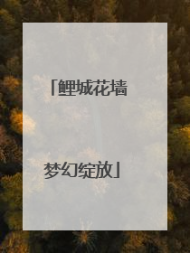 鲤城花墙 梦幻绽放