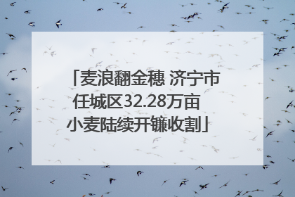 麦浪翻金穗 济宁市任城区32.28万亩小麦陆续开镰收割