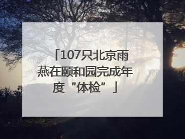 107只北京雨燕在颐和园完成年度“体检”