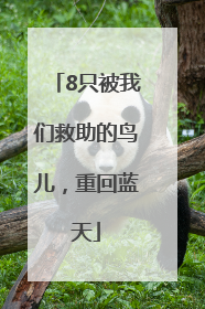 8只被我们救助的鸟儿，重回蓝天